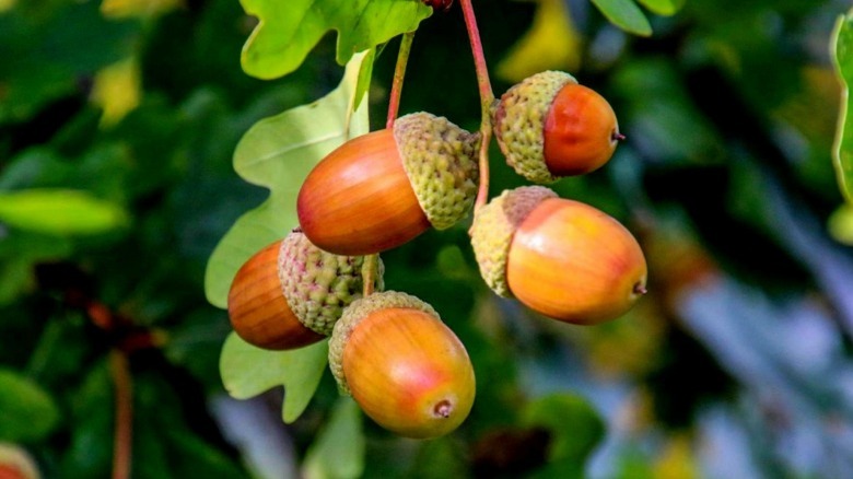 Acorns on oak branch