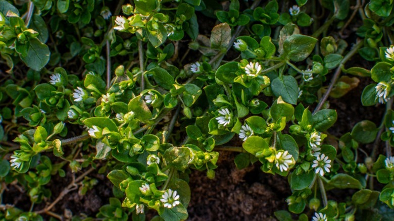 Blossoming chickweed plants