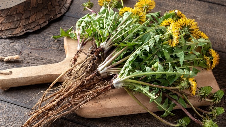 Whole dandelions on cutting board