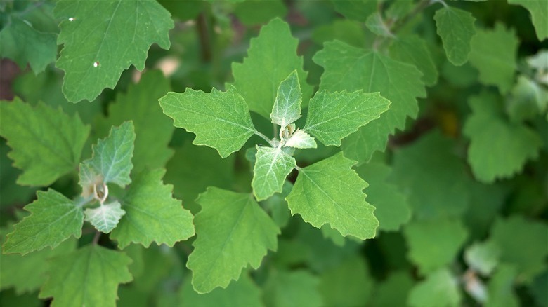 Closeup of Chenopodium album leaves