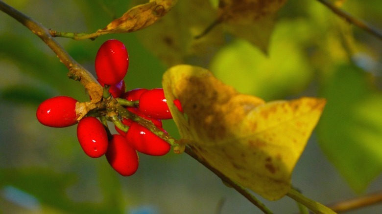 Berries on a spicebush branch