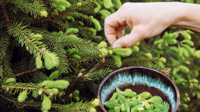 Hand picking spruce tips