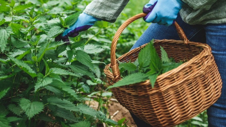 Gloved hands picking nettle