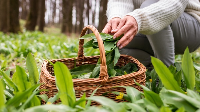 Picking wild garlic in forest