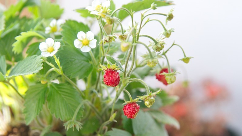 Wild strawberry plant and fruit