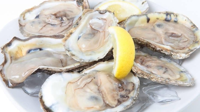 Raw oysters in shells