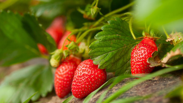 Strawberries growing on plant