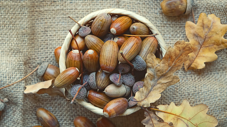 acorns in bowl