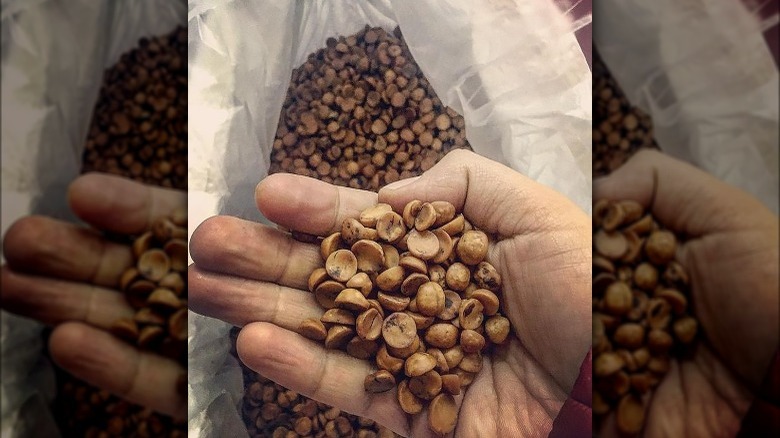 hand holding Chilean hazelnuts