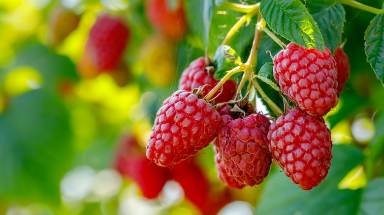 Raspberries on bush