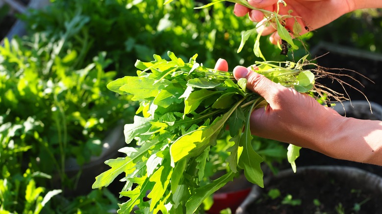 arugula greens in hands