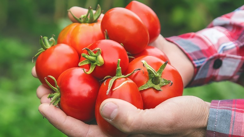 Sun warmed tomatoes