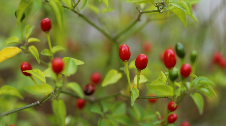 Chiltepin growing in bush