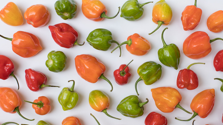 Different colors of habaneros