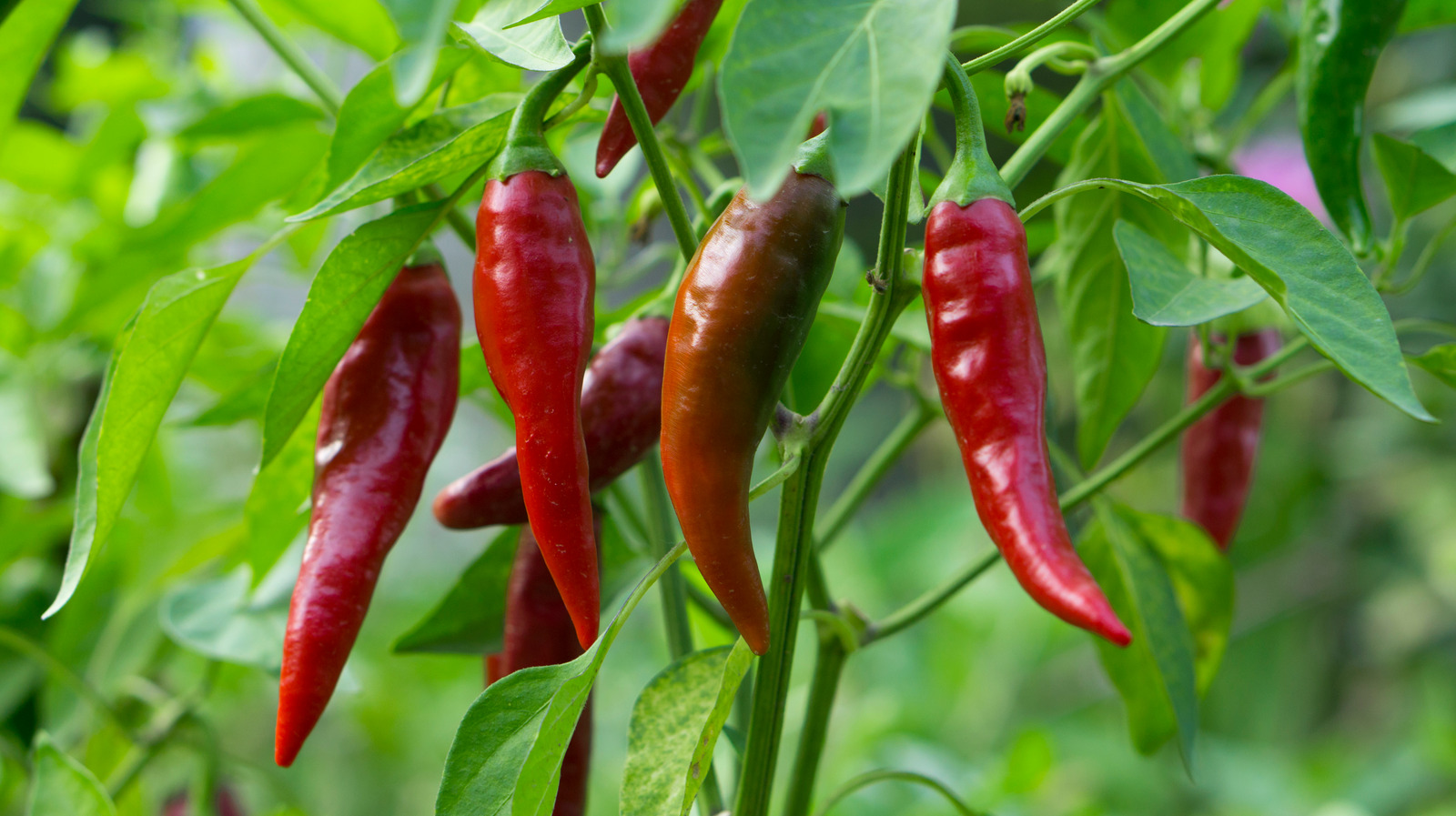 types of hot peppers