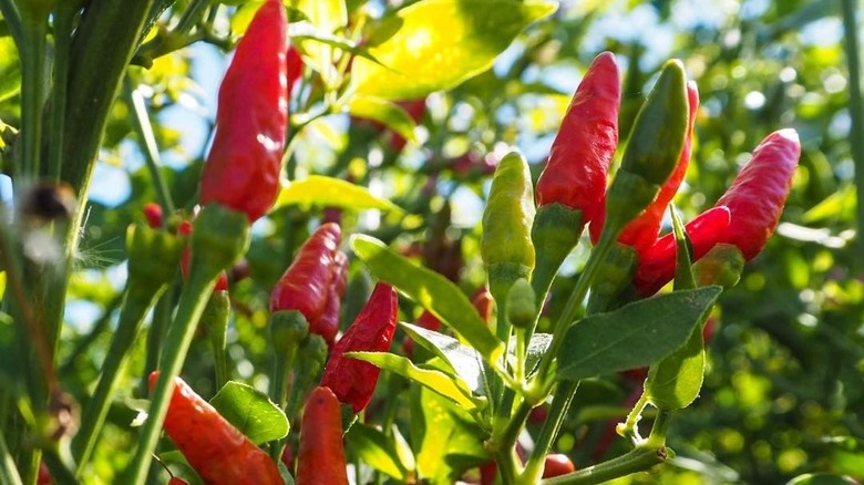 Red piri piri peppers growing