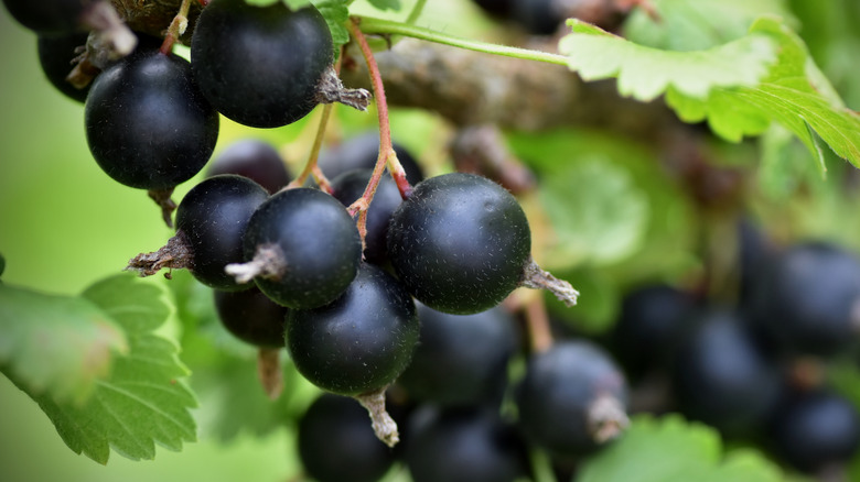 Black currants and leaves