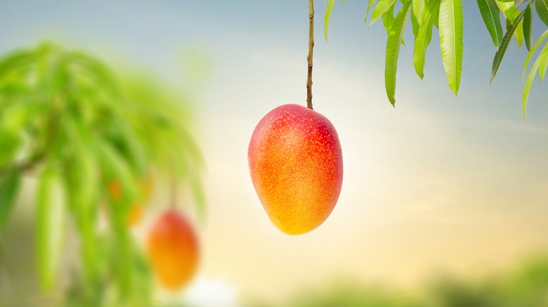 Mango on a tree