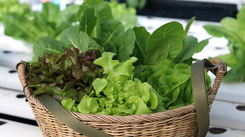 Wicker basket filled with lettuces