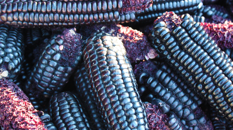 blue corn cobs