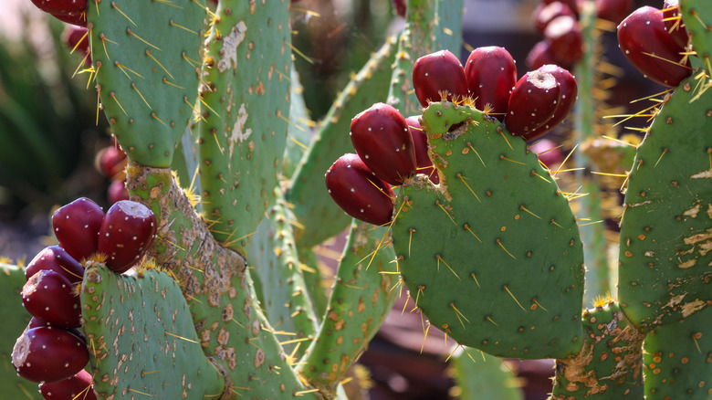 Cactus pink prickly pear 