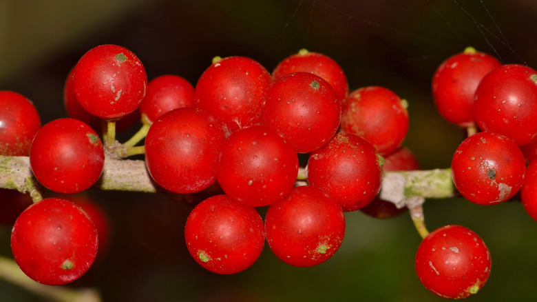 bright red yaupon berries