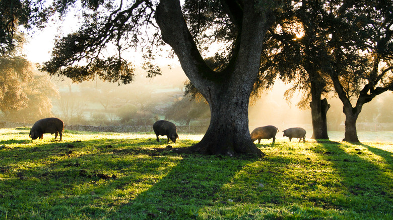 Pasture raised pigs