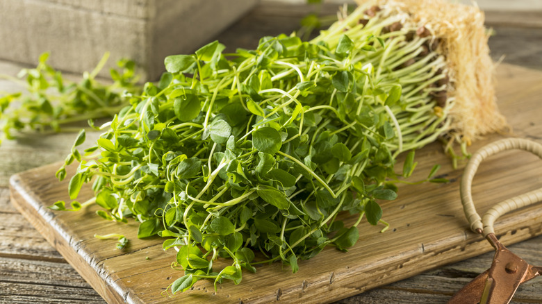 Freshly grown pea shoots