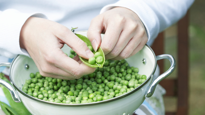 Shelling fresh green peas