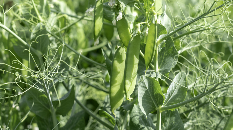 Green pea tips with beans