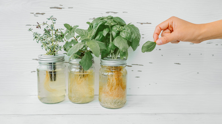 fresh herbs growing in jars