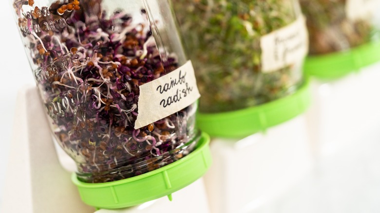 radish sprouts in mason jar