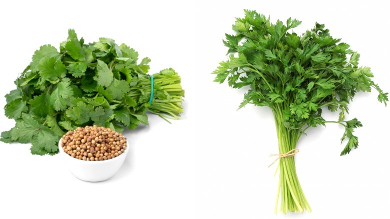 Coriander, cilantro, and parsley