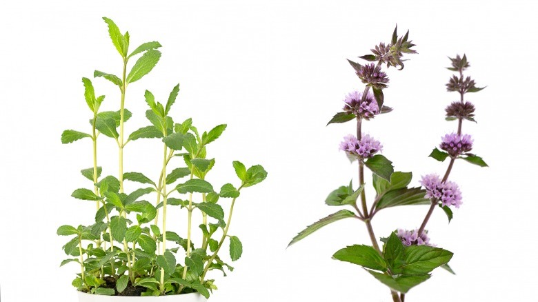 Spearmint and peppermint plants