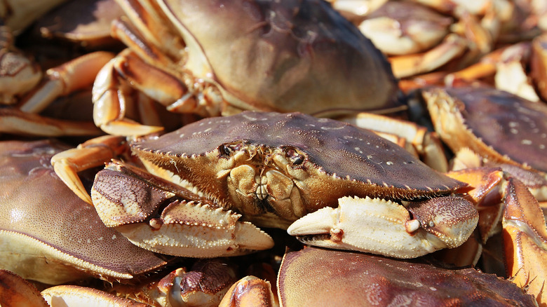 Whole Dungeness crab