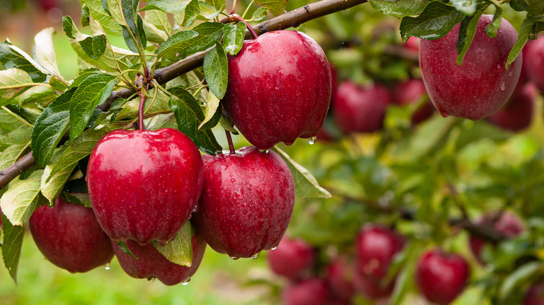 Red apples on tree