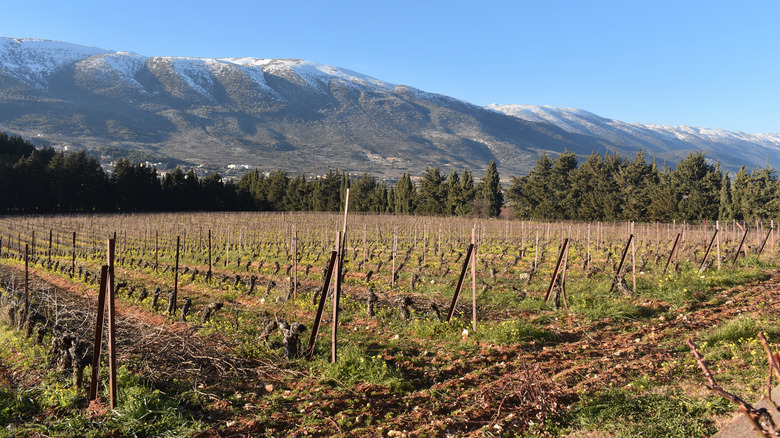 Bekaa Valley vineyards with mountains