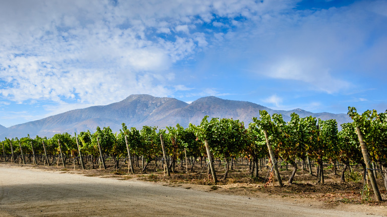 Casablanca Valley Chile vineyards