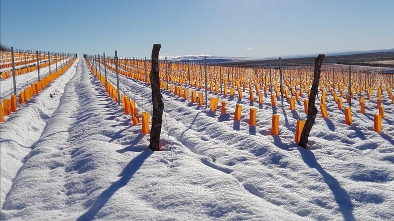 Snowy Patagonia vineyard