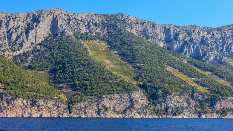 Coastal Croatian vineyards