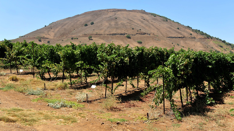 Golan Heights Israel vineyard