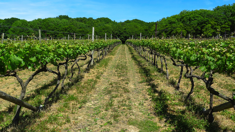 Vineyard rows in Kent