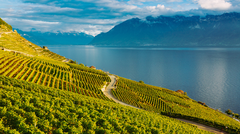 Lavaux vineyards Lake Geneva Switzerland