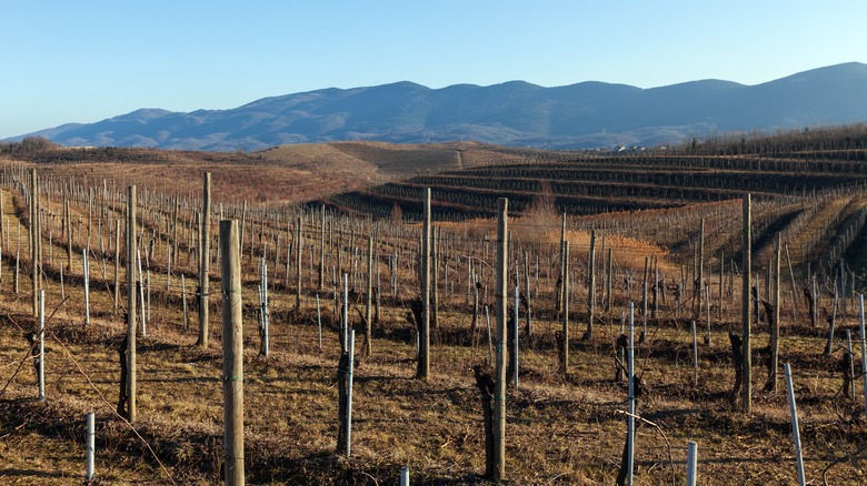 Slovenian vineyards and mountains