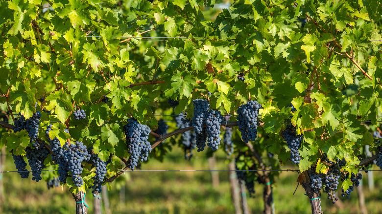 Kekfrankos grapes on vine