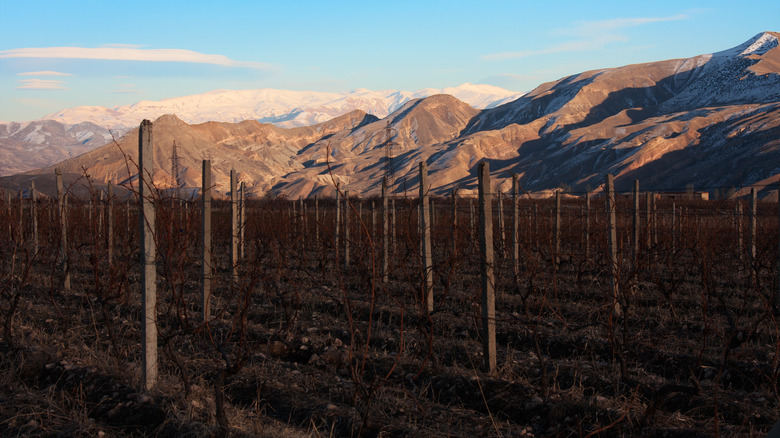 Armenian vineyards with mountain backdrop