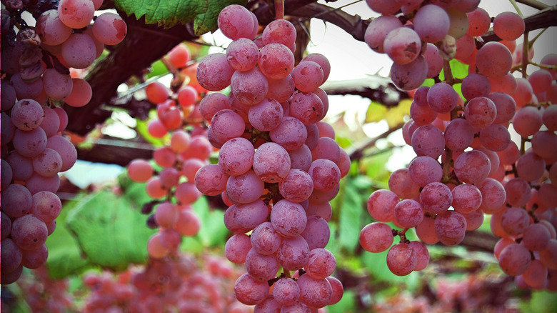 Koshu grapes on Japanese vines