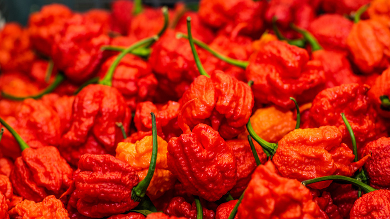 Bright red Carolina reaper peppers