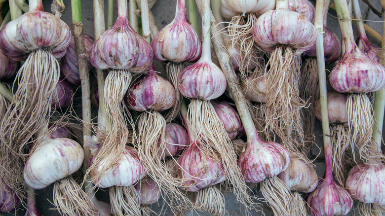 garlic drying with roots