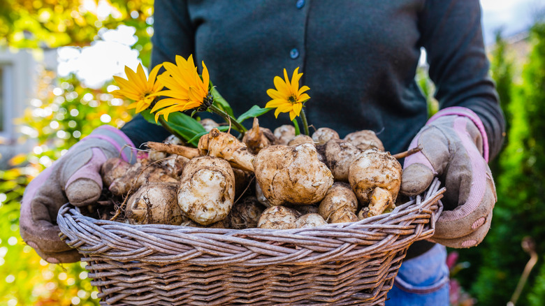 harvested Jerusalem artichokes